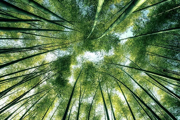 Green bamboo forest in Kyoto Japan